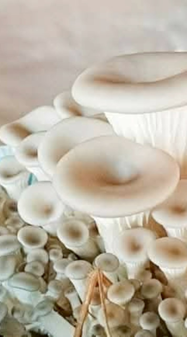 จ.หนองบัวลำภู อ.พ.จ.ช.