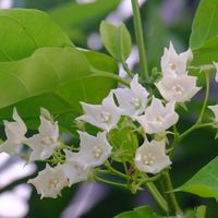 ชีวิตกับเพลง (เพลงไทยสากลยุคกลาง)