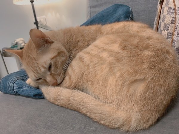 「寵物飼料」紐樂芙nulo freestyle 火雞肉口味貓咪飼料開箱分享