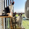 兔鹿鯨動物園｜一起聊貓事、買貓物