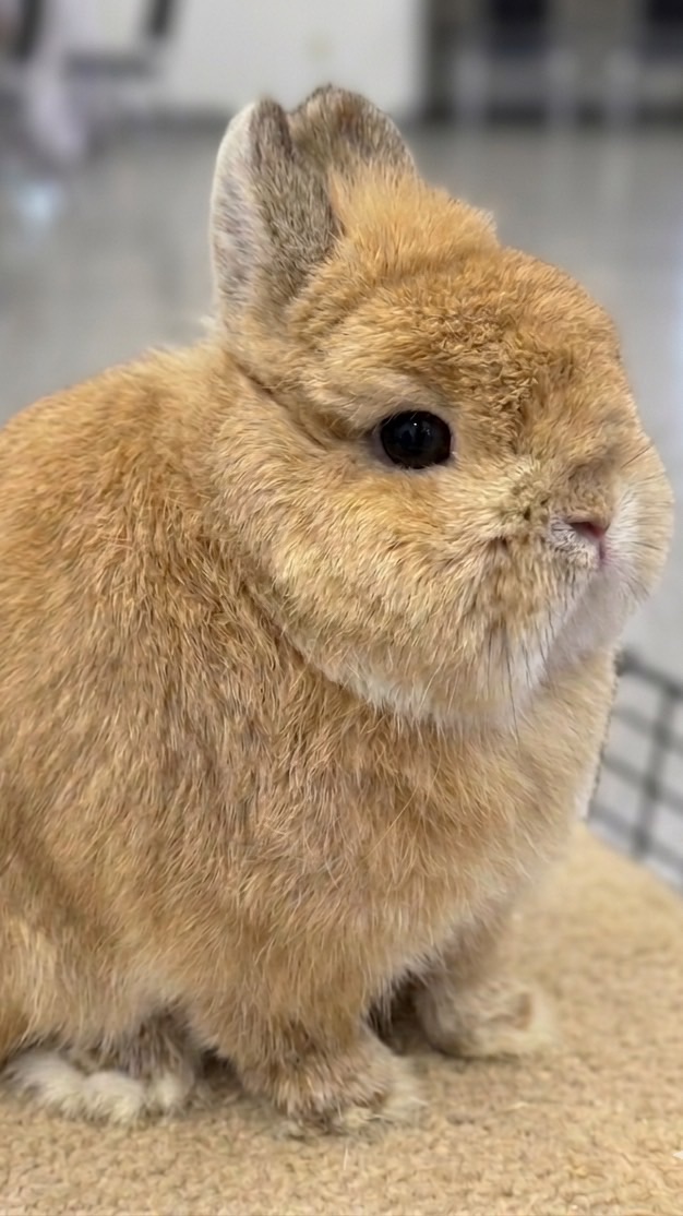 Hill Rabbitry