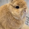 Hill Rabbitry
