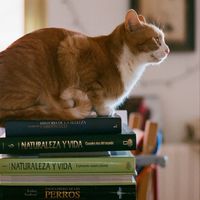 ほんとねこが好き（本、読書、猫が好きな方募集中📚😻）