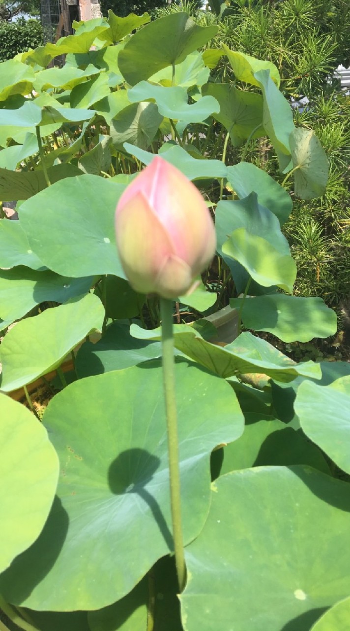 雑談と仏教を学ぶ浄土教部屋