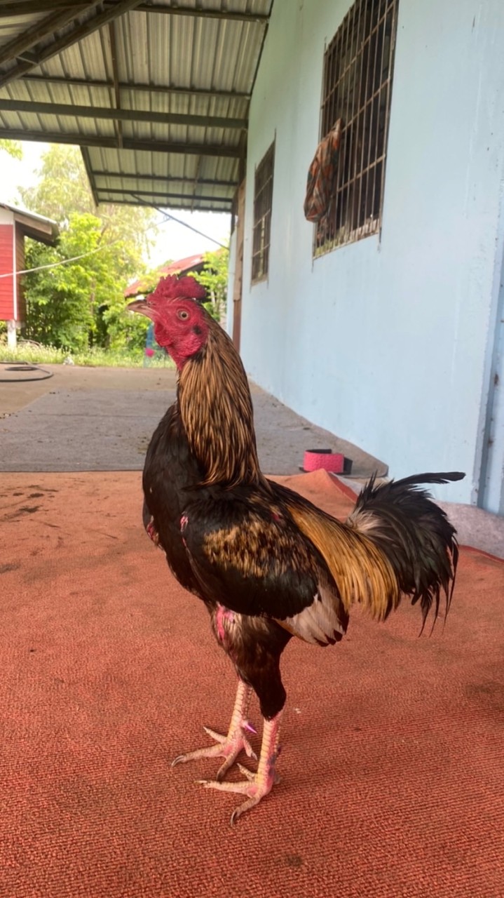 ซุ้ม เพชรบ้านนอก🐓❤️‍🔥