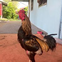 ซุ้ม เพชรบ้านนอก🐓❤️‍🔥