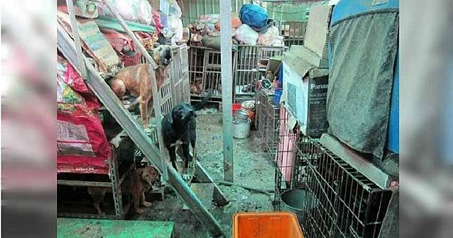狗吃狗慘劇！30具腐爛狗屍、207隻犬貓老婦無力養判無罪