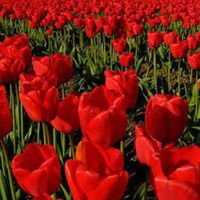 สีแดงแจ่มจำรัส ปี2567