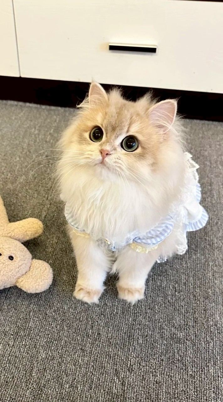 東京.大阪華人交流群