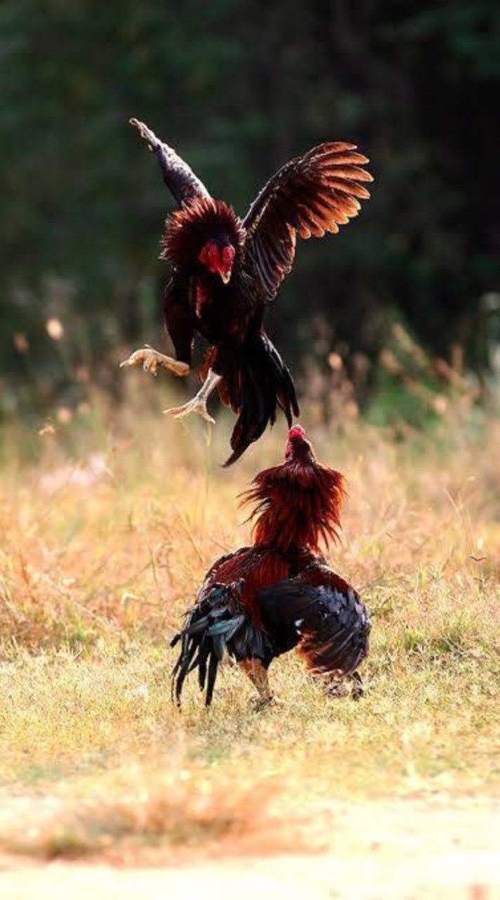 ซุ้มเทียนชัยไก่ชนฟาร์ม