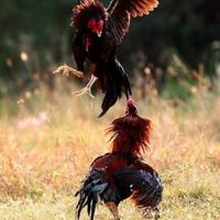 ซุ้มเทียนชัยไก่ชนฟาร์ม
