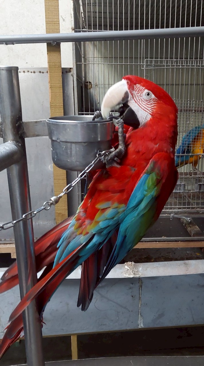 各種鸚鵡買賣  交流 保護鸚鵡愛鸚鵡