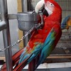 各種鸚鵡買賣  交流 保護鸚鵡愛鸚鵡