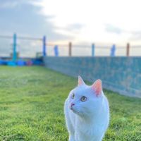 噢丷食物在跑