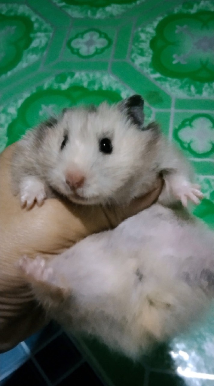 บ้านหนูแฮมสเตอร์