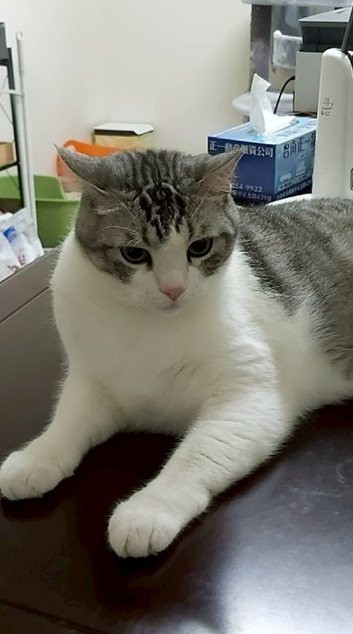貓咪好可愛喔