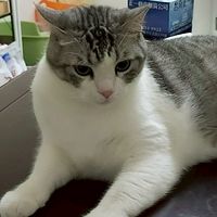 貓咪好可愛喔