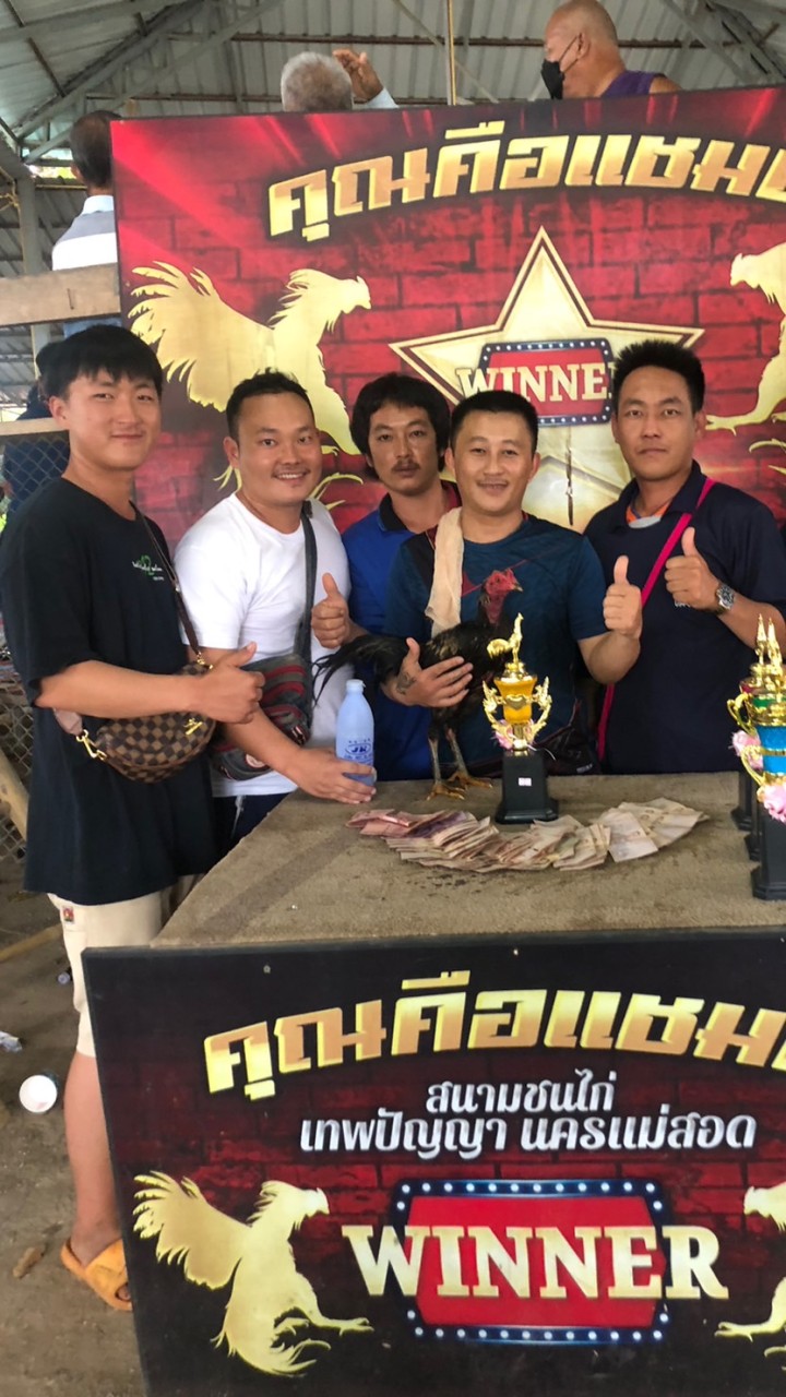 พม่าหลังเขา 🐲
