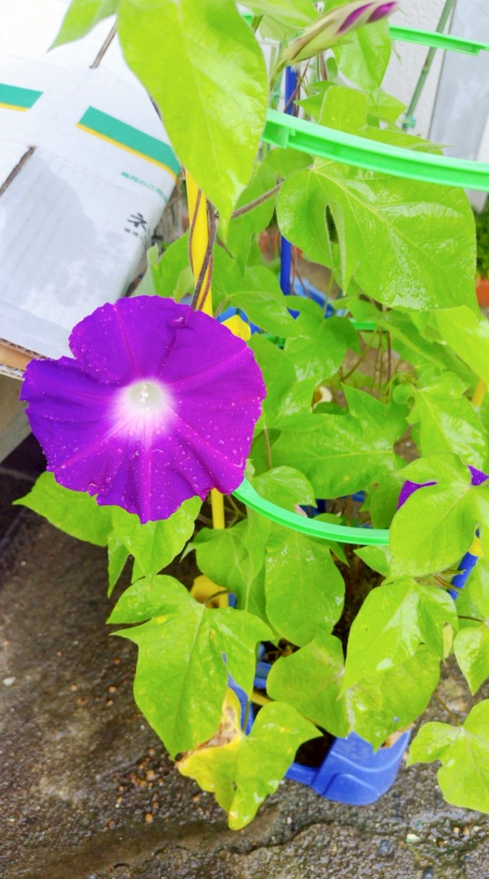 二日市こども食堂あさがお