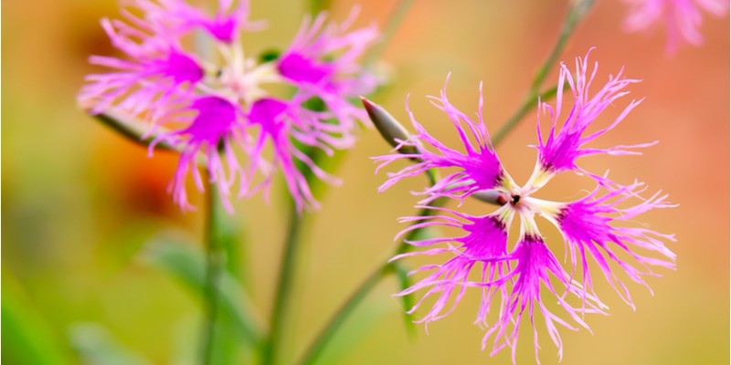 ナデシコ の花言葉は大胆 特徴や種類 大和撫子にまつわる由来も紹介 Oggi