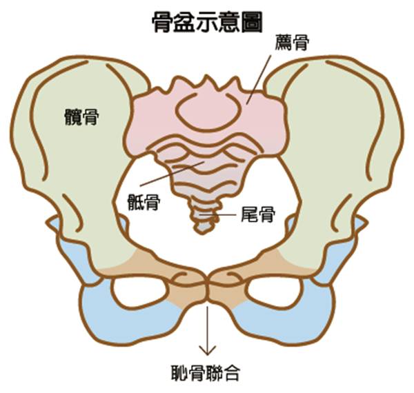 懷孕出現恥骨痛怎麼辦 恥骨痛原因 舒緩疼痛方法一次告訴你 Mamibuy媽咪拜 Line Today