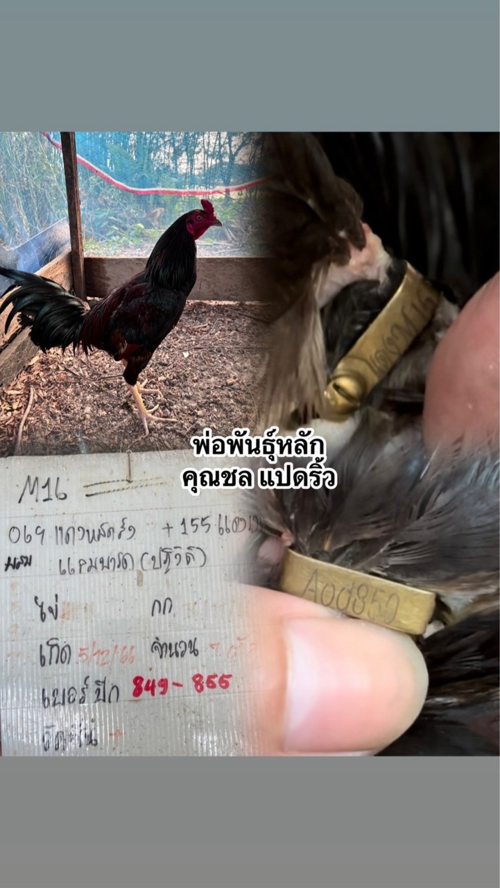 🐔แข้งหน้าแปดริ้ว (Bs8ริ้ว)