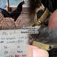 🐔แข้งหน้าแปดริ้ว (Bs8ริ้ว)