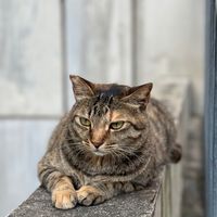 加密貓貓🐱