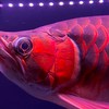 家裡有魚
