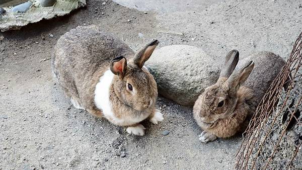 【台北美食】大豐花園餐廳-免門票也可以看到可愛的小動物，隱藏在市區附近的烤雞餐廳