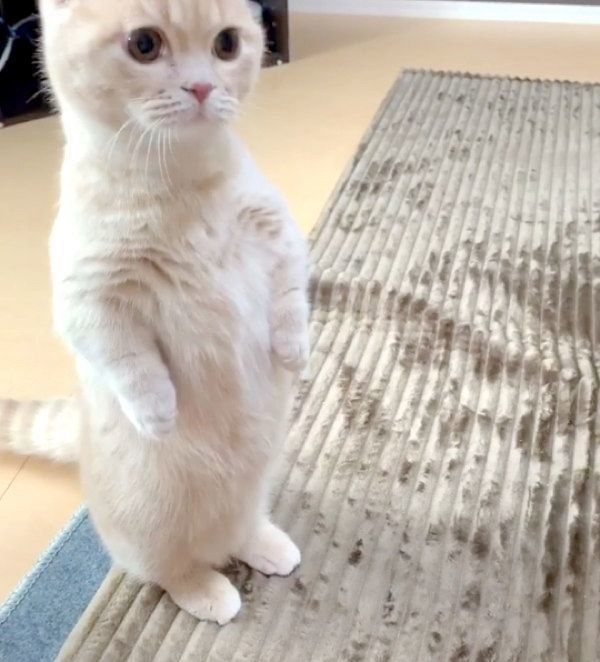 1,412名に調査！》猫アレルギーで猫を飼っている割合？