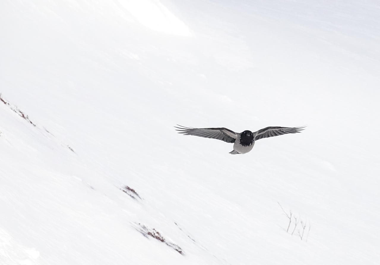 旅遊攝影師貝琪梨的極地遠征！Sony RX10 IV 極光 / 飛羽實戰拍攝分享