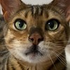 ふわっち【アリスと飼い主】支援チャット