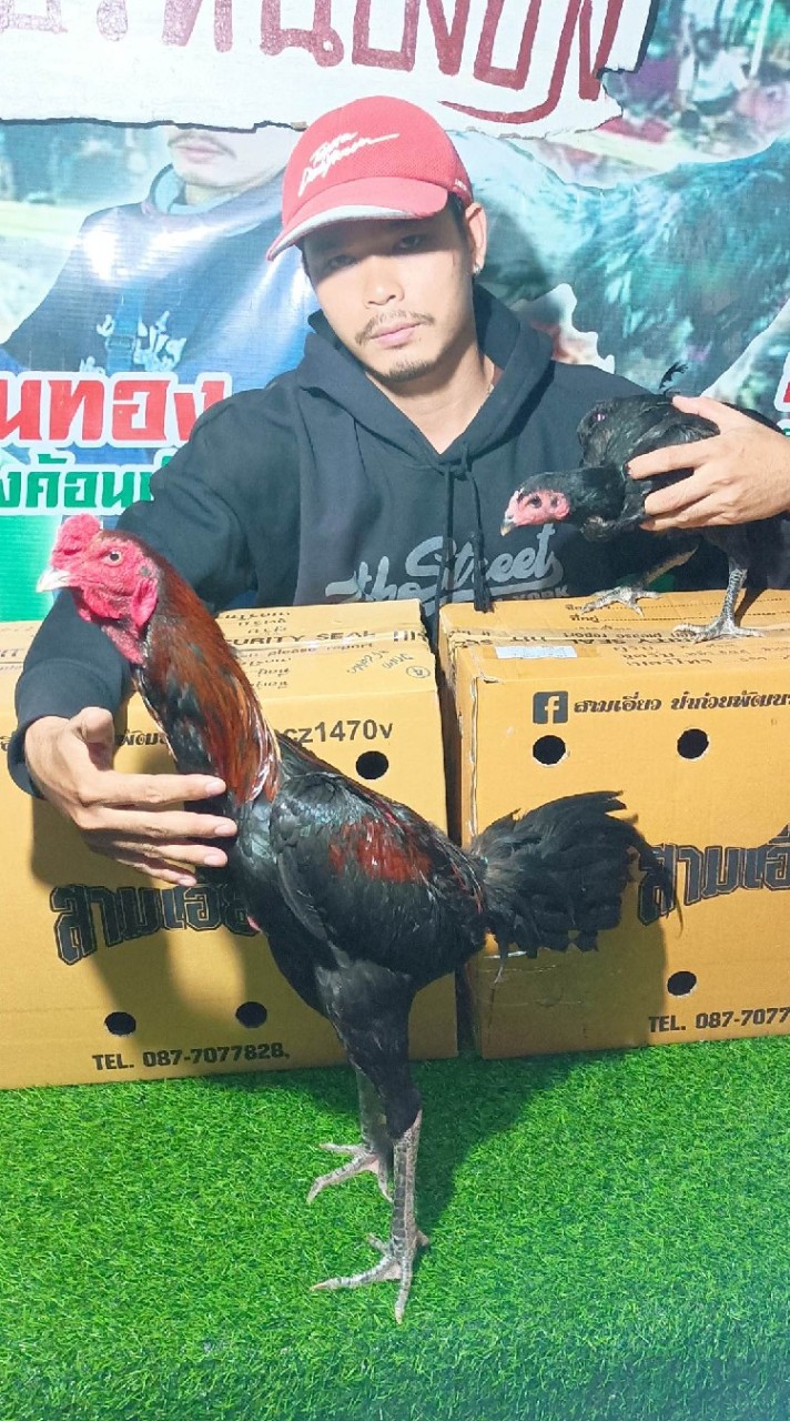 👉สายเชิง สายเดือดสามเอี่ยว🐓
