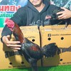 👉สายเชิง สายเดือดสามเอี่ยว🐓