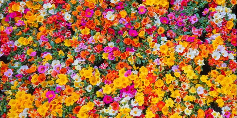 ポーチュラカ の花言葉とは ガーデニングにおすすめの品種を紹介 Oggi