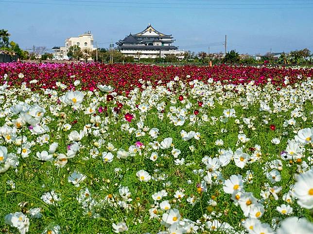 21彰化花海大盛開 七項活動玩翻天 焢窯 賞花拍美照 台灣旅行趣 Line Today