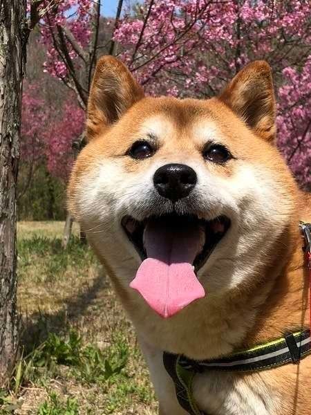 幸せを感じてる犬のしぐさや行動 愛犬は幸せ感じてる