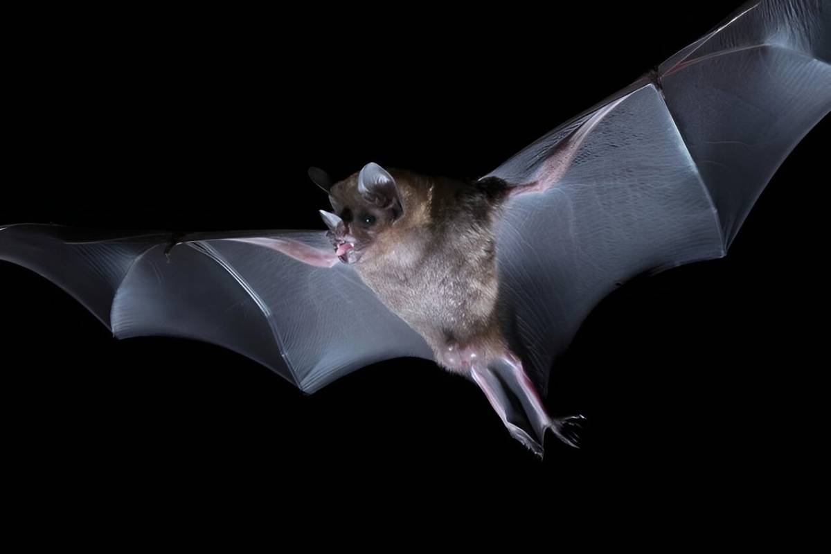 Seba Short-Tailed Bat Brain Study Reveals Impressive Signal Filtering Abilities