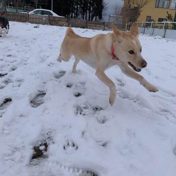 冬に食べたい 温かい食べ物 飲み物 犬に与えてもok