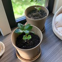 コーヒーの木クラブ
