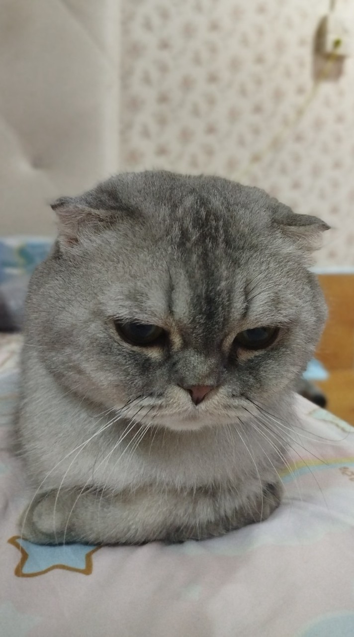 ₊‧꒰ა ソーダ ໒꒱‧₊