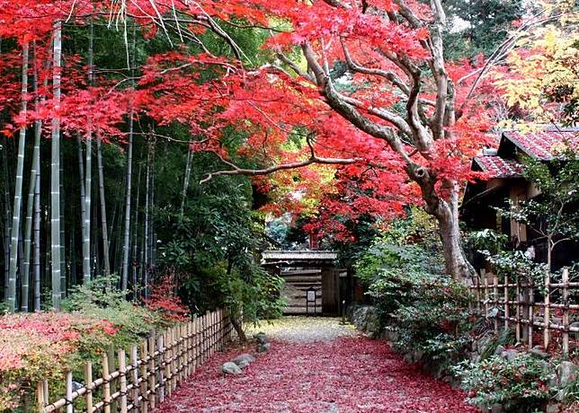 7個必看的東京近郊 紅葉美景 箱根空中纜車 日光神橋 高尾山等 Live Japan Line Today