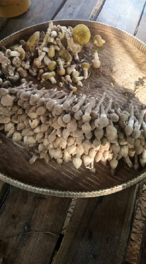 ชาตรี