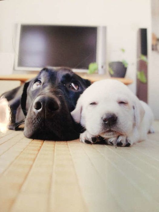 21年流行る犬の名前は 犬の名前ランキングtop