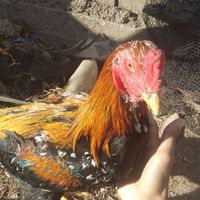 รวมไก่สวยงาม พูดคุยซื้อขาย ไก่สายประกวด