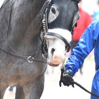 【一口馬主】ワラウカド