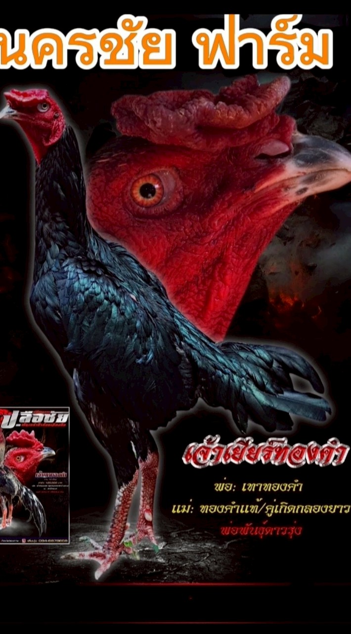 VKN นครชัย ฟาร์ม