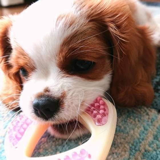 愛犬がストーブの前から離れない これって大丈夫