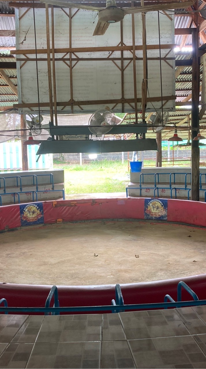 สนามชนไก่หนองตอ